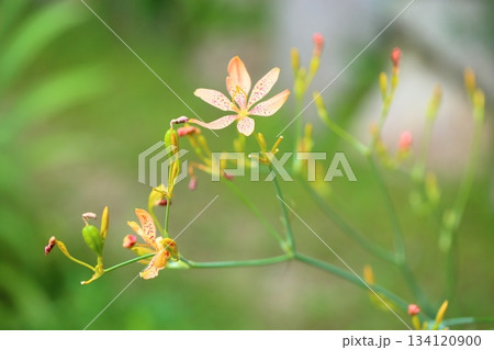 ヒオウギの花 134120900