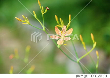 ヒオウギの花 ヒオウギの花 134120901