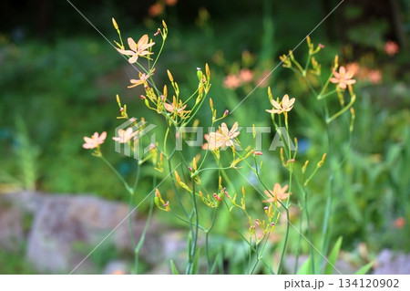 ヒオウギの花 ヒオウギの花 134120902