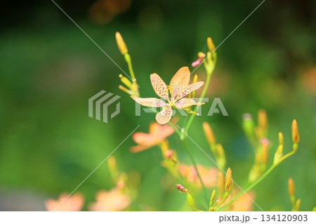 ヒオウギの花 134120903