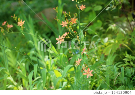 ヒオウギの花 134120904
