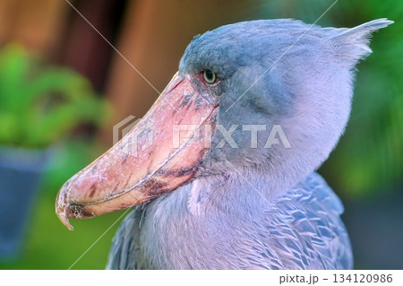 ハシビロコウ 134120986