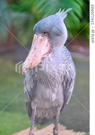 ハシビロコウ ハシビロコウ 134120989