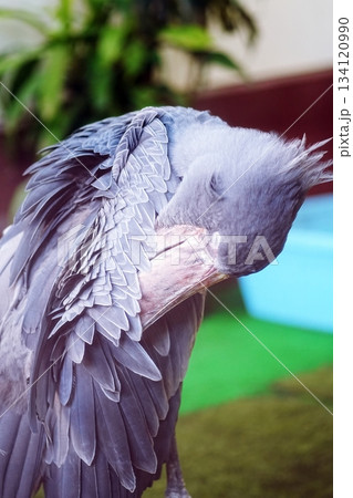 ハシビロコウ 134120990