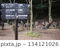 広島県の観光名所 宮島の鹿が寛ぐ広場にある道標 広島県の観光名所 宮島の鹿が寛ぐ広場にある道標 134121026