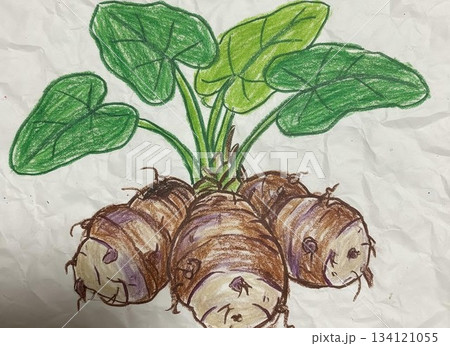 里芋のイラスト 里芋のイラスト 134121055