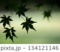 自然光に透けるモミジの葉のシルエット 134121146