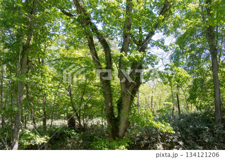 木々の繁る森の風景 134121206