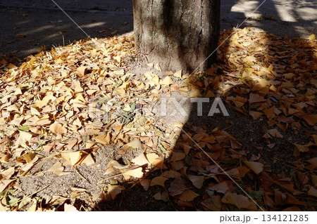 銀杏の根元を彩る落ち葉と冬への移ろいを感じる12月初めの風景。 銀杏の根元を彩る落ち葉と冬への移ろいを感じる12月初めの風景。 134121285