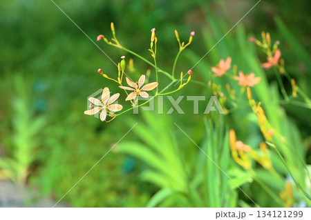 ヒオウギの花 ヒオウギの花 134121299