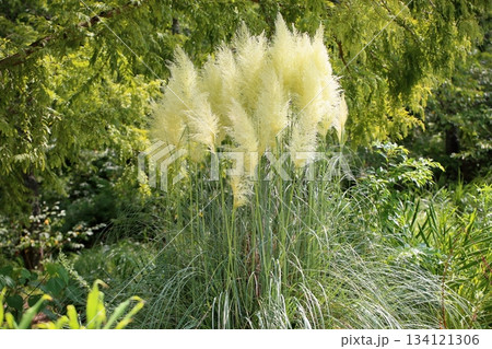 爽やか　パンパスグラスの花 134121306