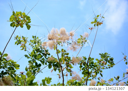 可愛い　スモークツリーの花 134121307