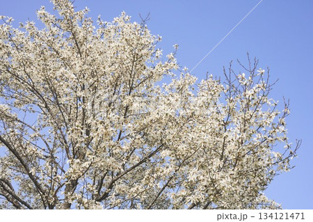 北海道の公園に咲くコブシの花 134121471