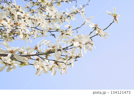 北海道の公園に咲くコブシの花 北海道の公園に咲くコブシの花 134121473