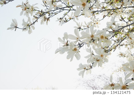 北海道の公園に咲くコブシの花 134121475
