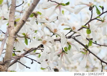 北海道の公園に咲くコブシの花 134121477