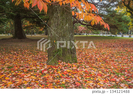 晩秋の京都御苑の樹林風景 京都市 晩秋の京都御苑の樹林風景 京都市 134121488