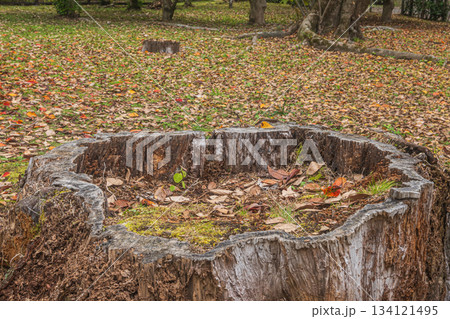 晩秋の京都御苑の樹林風景 大木の切り株 京都市 晩秋の京都御苑の樹林風景 大木の切り株 京都市 134121495