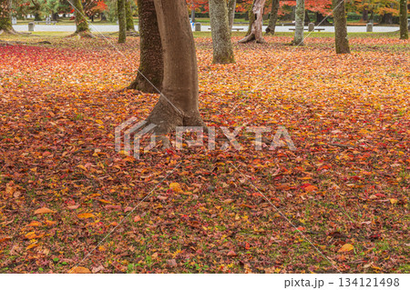 晩秋の京都御苑の樹林風景 京都市 晩秋の京都御苑の樹林風景 京都市 134121498