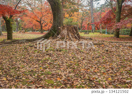 晩秋の京都御苑の樹林風景　　京都市 134121502