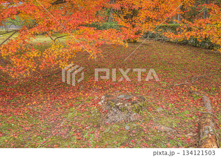 晩秋の京都御苑の樹林風景 京都市 晩秋の京都御苑の樹林風景 京都市 134121503