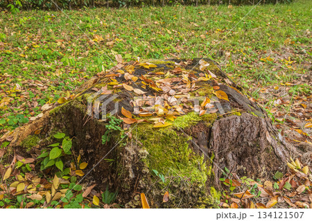 切り株に散り積もる落ち葉　京都御苑　京都市 134121507