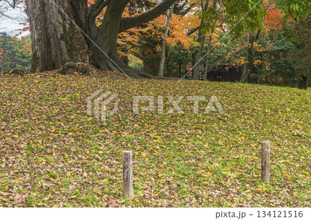 晩秋の京都御苑　落ち葉の風景　　京都市 134121516