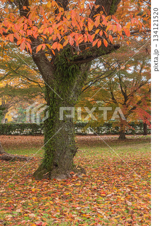 晩秋の京都御苑の樹林風景 京都市 晩秋の京都御苑の樹林風景 京都市 134121520