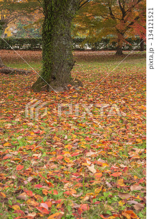 晩秋の京都御苑の樹林風景　　京都市 134121521