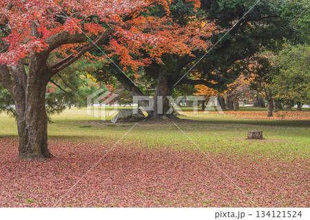晩秋の京都御苑の樹林風景　　京都市 134121524