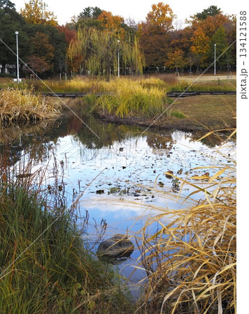 秋の紅葉が始まった沼 134121588