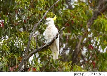 A Sulphur Crested Cockatoo sitting on a branch in a tree A Sulphur Crested Cockatoo sitting on a branch in a tree 134121805