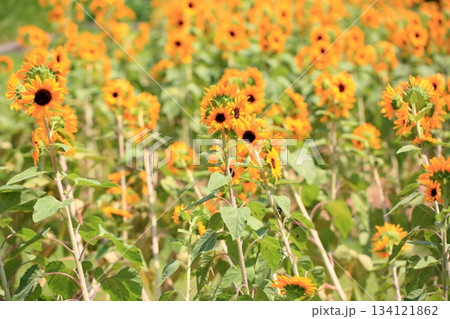 群生　ヒマワリの花 134121862