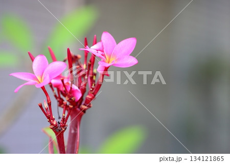可愛い　プルメリアの花 134121865