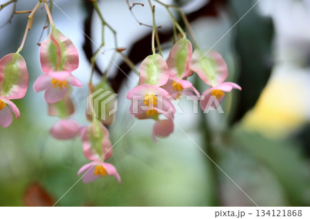 爽やか キダチベゴニアの花 爽やか キダチベゴニアの花 134121868
