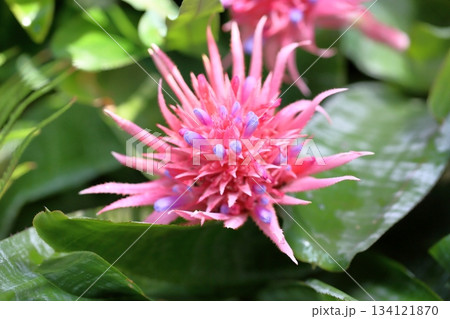 鮮やか　シマサンゴアナナスの花 134121870