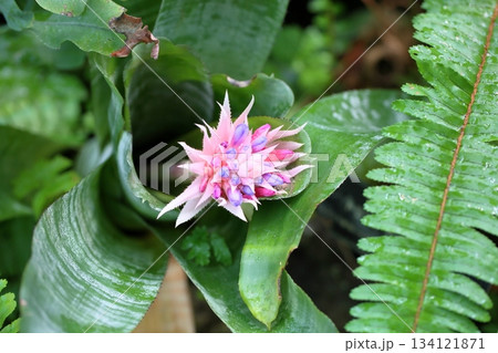 鮮やか　シマサンゴアナナスの花 134121871