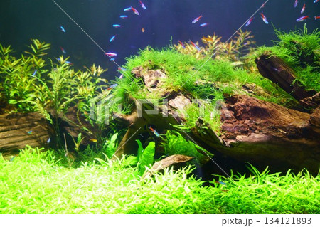 9523　水草水槽 134121893