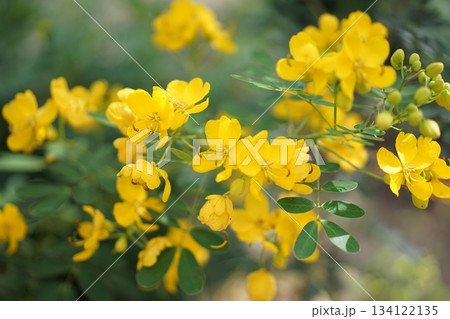 センナの黄色い花が咲く自然の風景｜陽だまりに咲く黄色い花の穏やかな風景 134122135