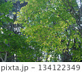 生い茂る木々 134122349