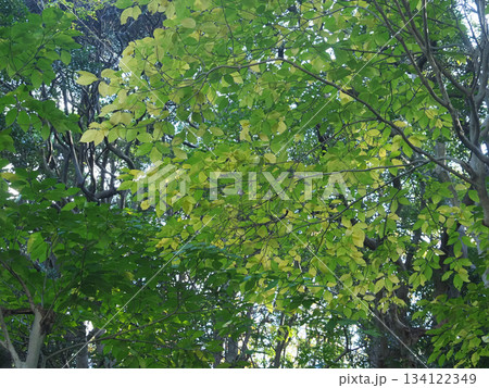 生い茂る木々 134122349