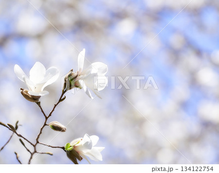 青空に映えるコブシの花 青空に映えるコブシの花 134122754