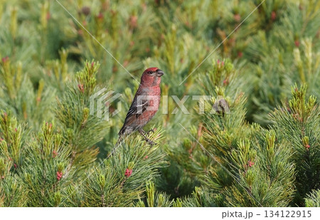 ハイマツに止まるギンザンマシコのオス ハイマツに止まるギンザンマシコのオス 134122915