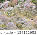 吉野の桜2025 134122952
