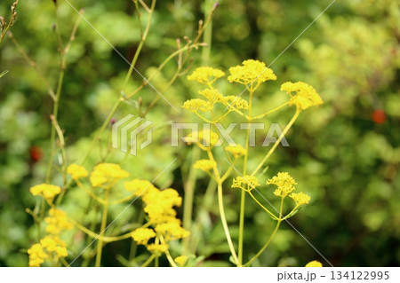 オミナエシの花 秋の七草 オミナエシの花 秋の七草 134122995
