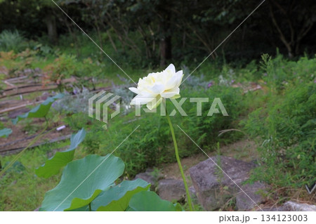 爽やか　ハスの花 134123003
