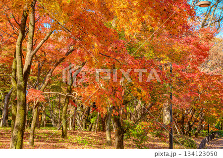 紅葉（北の丸公園） 134123050
