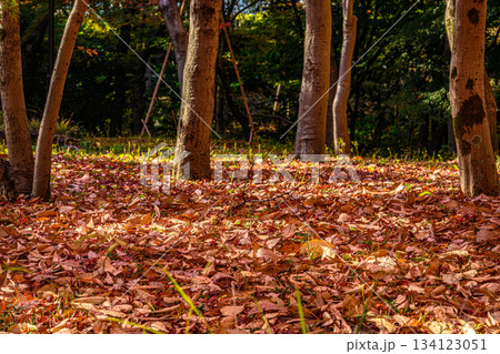 紅葉（北の丸公園） 134123051