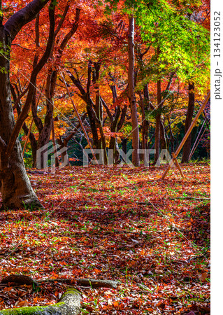 紅葉（北の丸公園） 134123052