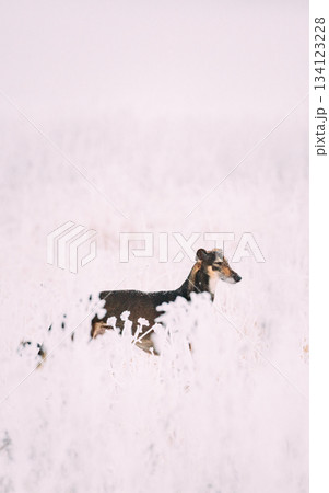 Hunting Sighthound Hortaya Borzaya Dog During Hare-hunting At Winter Day In Snowy Field 134123228
